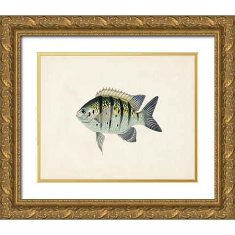 Tropical Fish Collection VI Gold Ornate Wood Framed Art Print with Double Matting by Unknown
