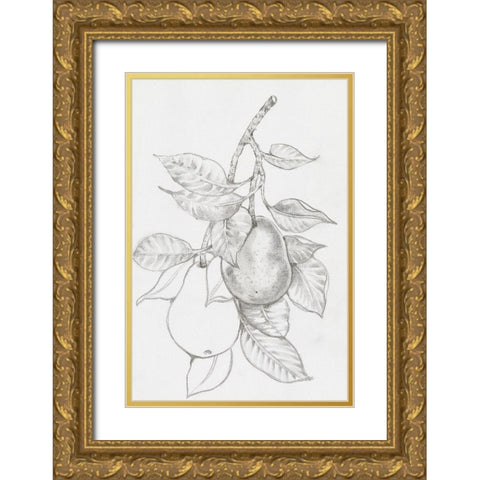 Fruit-Bearing Branch III Gold Ornate Wood Framed Art Print with Double Matting by OToole, Tim