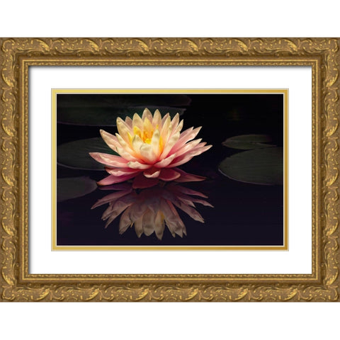 Photography Study Water Lily Gold Ornate Wood Framed Art Print with Double Matting by PHBurchett