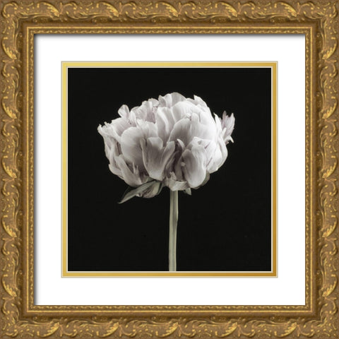 Blush Peony Portrait II Gold Ornate Wood Framed Art Print with Double Matting by Poinski, Dianne