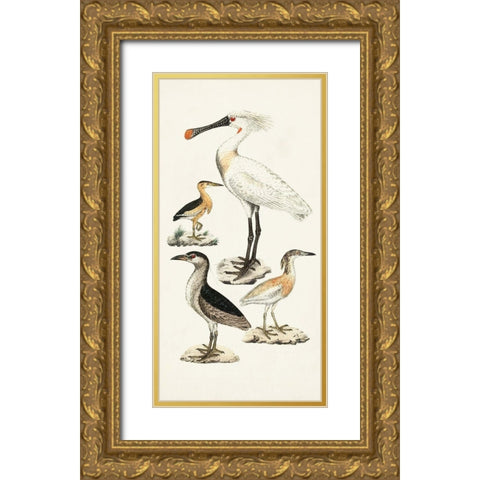 Waterbird Varieties II Gold Ornate Wood Framed Art Print with Double Matting by Unknown