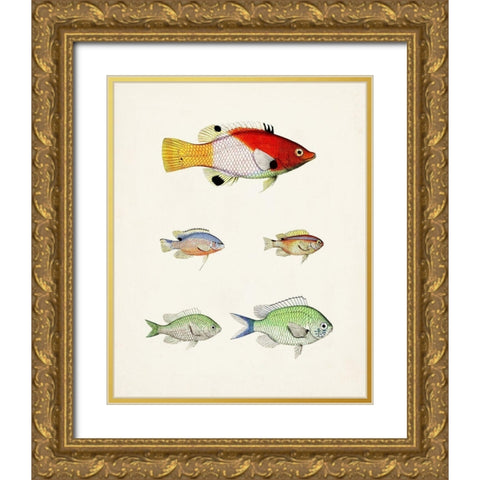 Colorful Tropical Fish I Gold Ornate Wood Framed Art Print with Double Matting by Unknown
