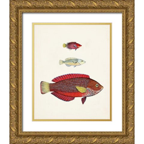 Colorful Tropical Fish II Gold Ornate Wood Framed Art Print with Double Matting by Unknown
