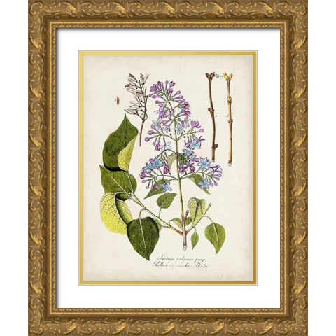 Tree in Bloom VI Gold Ornate Wood Framed Art Print with Double Matting by Unknown