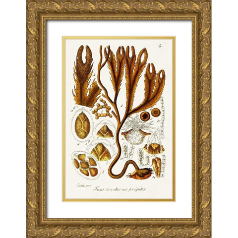 Seaweed Illustration I Gold Ornate Wood Framed Art Print with Double Matting by Unknown