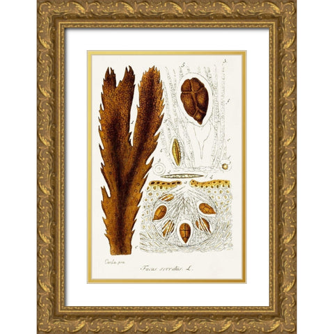 Seaweed Illustration II Gold Ornate Wood Framed Art Print with Double Matting by Unknown