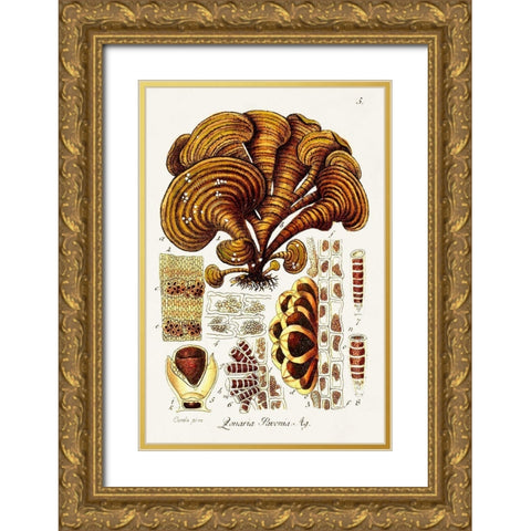 Seaweed Illustration III Gold Ornate Wood Framed Art Print with Double Matting by Unknown