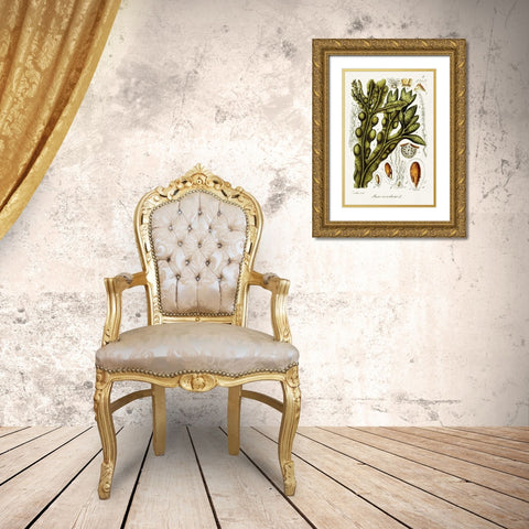 Seaweed Illustration IV Gold Ornate Wood Framed Art Print with Double Matting by Unknown