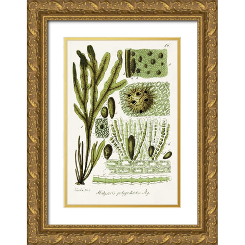 Seaweed Illustration V Gold Ornate Wood Framed Art Print with Double Matting by Unknown