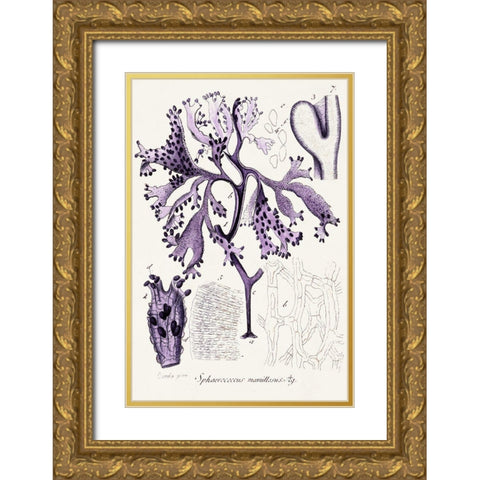 Seaweed Illustration IX Gold Ornate Wood Framed Art Print with Double Matting by Unknown