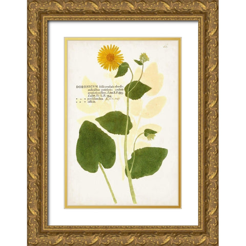 Nature Printed Botanicals I Gold Ornate Wood Framed Art Print with Double Matting by Unknown