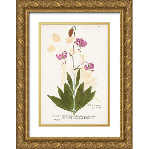 Nature Printed Botanicals V Gold Ornate Wood Framed Art Print with Double Matting by Unknown
