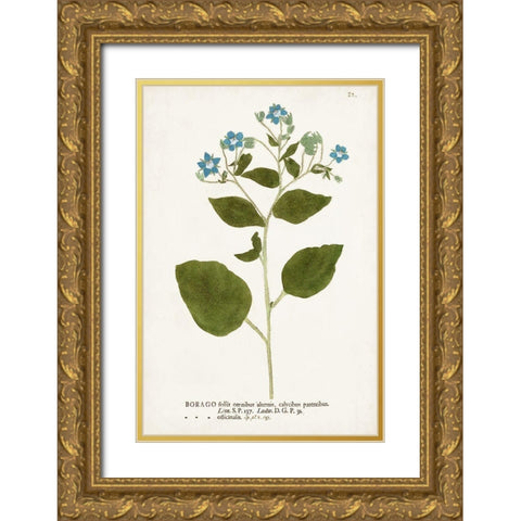 Nature Printed Botanicals VI Gold Ornate Wood Framed Art Print with Double Matting by Unknown