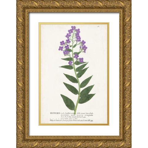 Nature Printed Botanicals VII Gold Ornate Wood Framed Art Print with Double Matting by Unknown