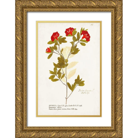 Nature Printed Botanicals VIII Gold Ornate Wood Framed Art Print with Double Matting by Unknown