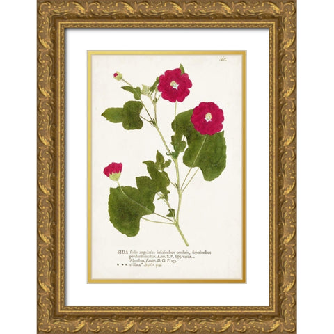 Nature Printed Botanicals IX Gold Ornate Wood Framed Art Print with Double Matting by Unknown