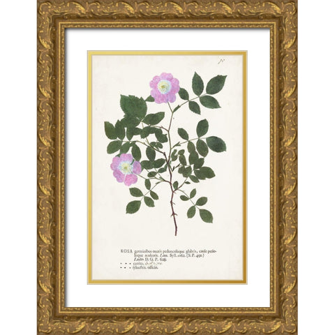 Nature Printed Botanicals X Gold Ornate Wood Framed Art Print with Double Matting by Unknown