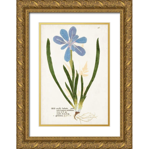 Nature Printed Botanicals XI Gold Ornate Wood Framed Art Print with Double Matting by Unknown