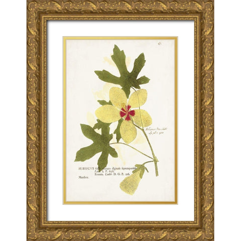 Nature Printed Botanicals XII Gold Ornate Wood Framed Art Print with Double Matting by Unknown