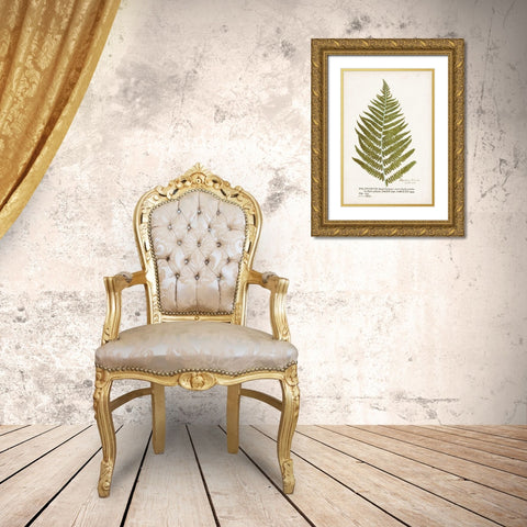 Nature Printed Ferns II Gold Ornate Wood Framed Art Print with Double Matting by Unknown
