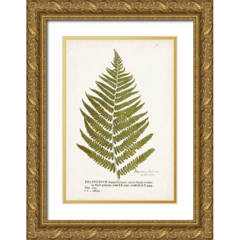 Nature Printed Ferns II Gold Ornate Wood Framed Art Print with Double Matting by Unknown