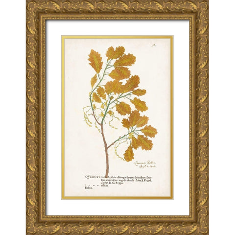 Nature Printed Ferns III Gold Ornate Wood Framed Art Print with Double Matting by Unknown