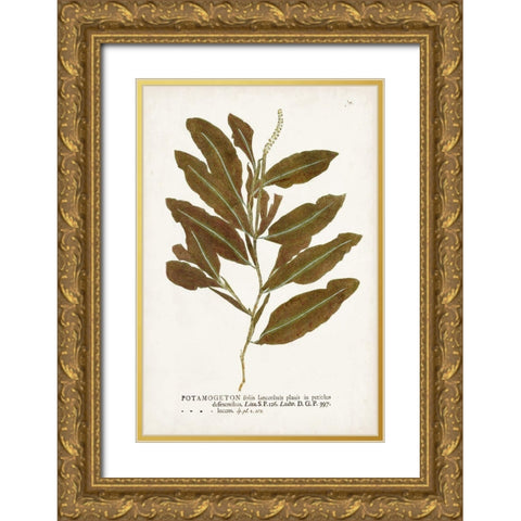 Nature Printed Ferns IV Gold Ornate Wood Framed Art Print with Double Matting by Unknown