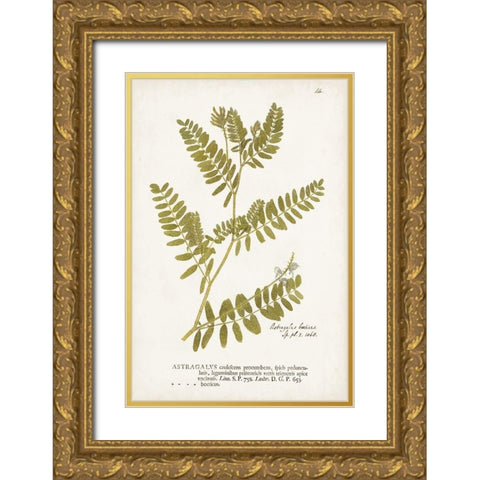 Nature Printed Ferns V Gold Ornate Wood Framed Art Print with Double Matting by Unknown
