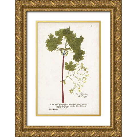 Nature Printed Ferns VI Gold Ornate Wood Framed Art Print with Double Matting by Unknown