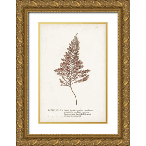 Nature Printed Ferns VIII Gold Ornate Wood Framed Art Print with Double Matting by Unknown