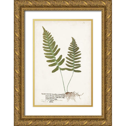 Nature Printed Ferns IX Gold Ornate Wood Framed Art Print with Double Matting by Unknown