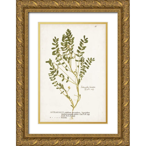 Nature Printed Ferns X Gold Ornate Wood Framed Art Print with Double Matting by Unknown