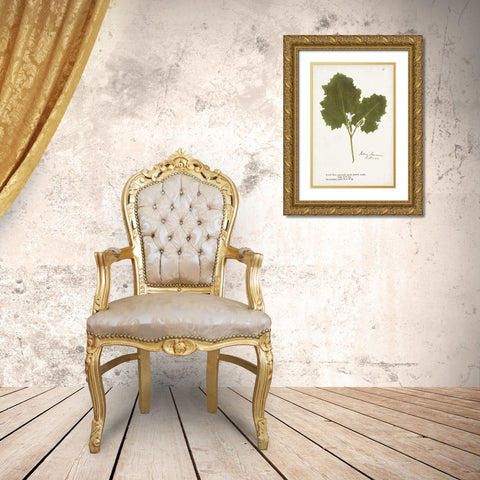 Nature Printed Ferns XI Gold Ornate Wood Framed Art Print with Double Matting by Unknown