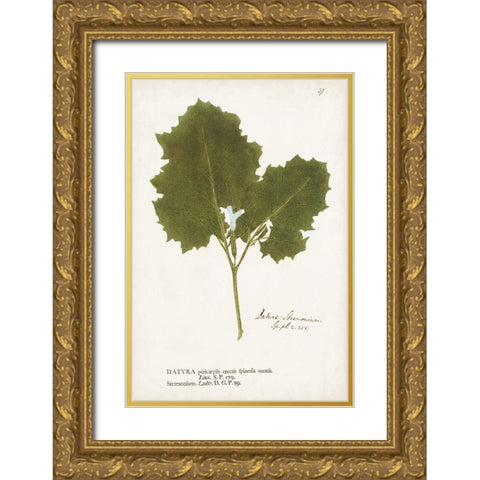 Nature Printed Ferns XI Gold Ornate Wood Framed Art Print with Double Matting by Unknown