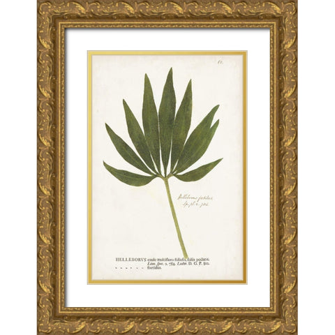 Nature Printed Ferns XII Gold Ornate Wood Framed Art Print with Double Matting by Unknown