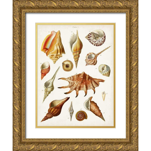 Antique Shell Collection II Gold Ornate Wood Framed Art Print with Double Matting by Unknown