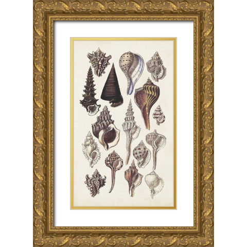 Seashell Array I Gold Ornate Wood Framed Art Print with Double Matting by Sowerby, G.B.