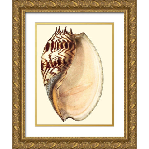 Splendid Shells II Gold Ornate Wood Framed Art Print with Double Matting by Vision Studio