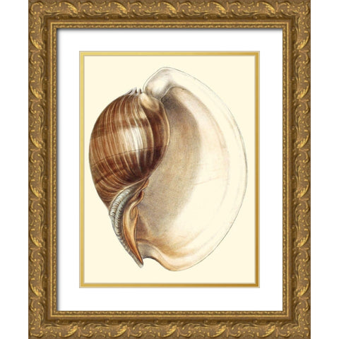 Splendid Shells III Gold Ornate Wood Framed Art Print with Double Matting by Vision Studio