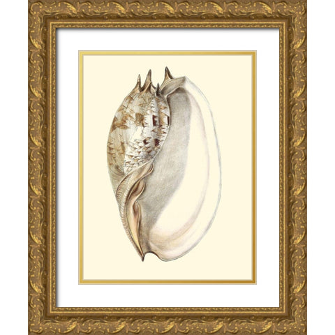 Splendid Shells IV Gold Ornate Wood Framed Art Print with Double Matting by Vision Studio