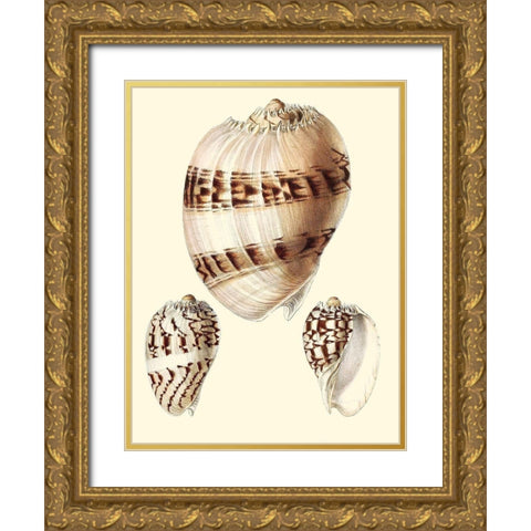 Splendid Shells V Gold Ornate Wood Framed Art Print with Double Matting by Vision Studio