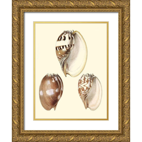 Splendid Shells VI Gold Ornate Wood Framed Art Print with Double Matting by Vision Studio