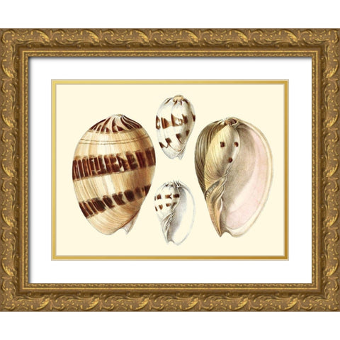 Splendid Shells VII Gold Ornate Wood Framed Art Print with Double Matting by Vision Studio