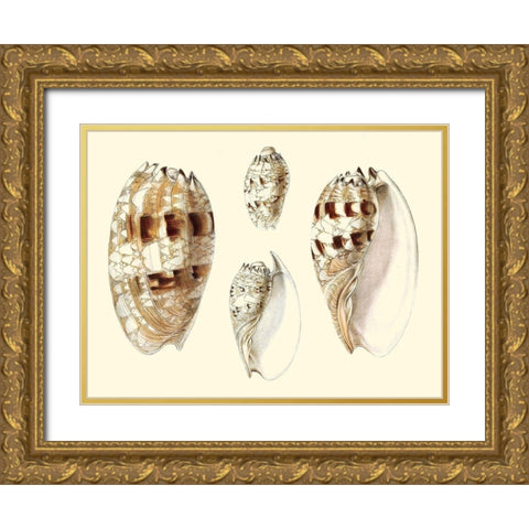 Splendid Shells VIII Gold Ornate Wood Framed Art Print with Double Matting by Vision Studio