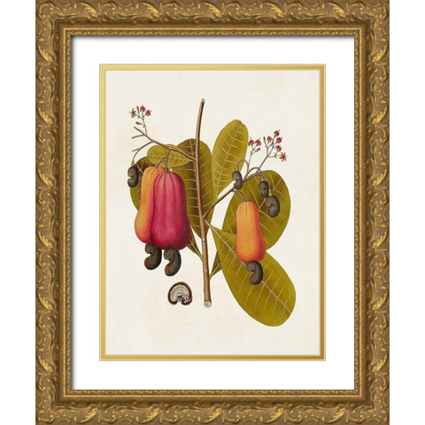 Exotic Botanicals I Gold Ornate Wood Framed Art Print with Double Matting by Unknown