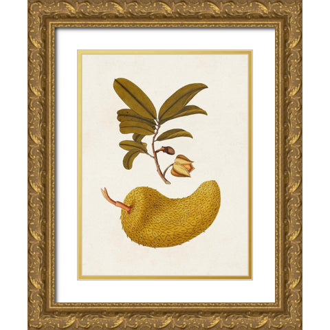 Exotic Botanicals II Gold Ornate Wood Framed Art Print with Double Matting by Unknown