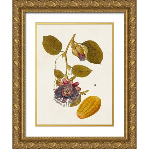 Exotic Botanicals V Gold Ornate Wood Framed Art Print with Double Matting by Unknown