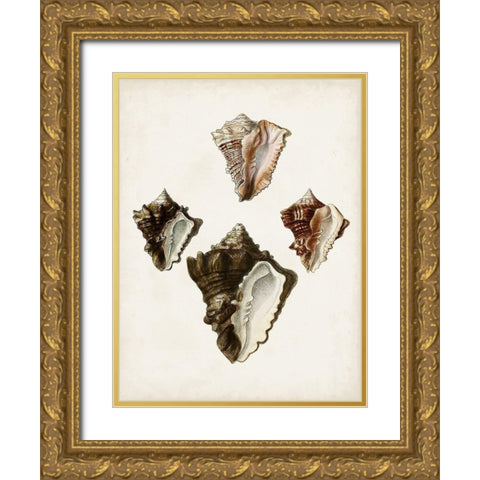Sowerby Shells III Gold Ornate Wood Framed Art Print with Double Matting by Sowerby, James