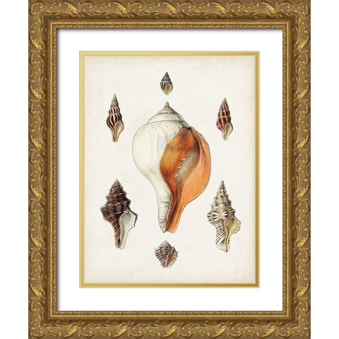 Sowerby Shells VII Gold Ornate Wood Framed Art Print with Double Matting by Sowerby, James