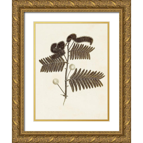 Sepia Botanicals I Gold Ornate Wood Framed Art Print with Double Matting by Vision Studio